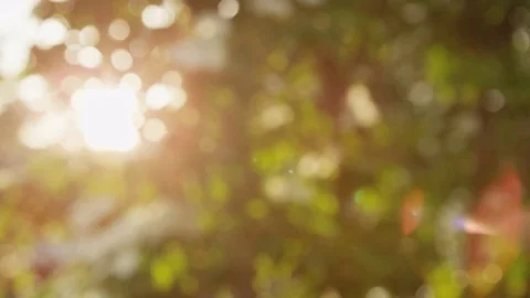 Sun flare forest life Stock Footage 74096028