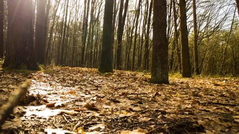 Sun flare in forest Foto stock