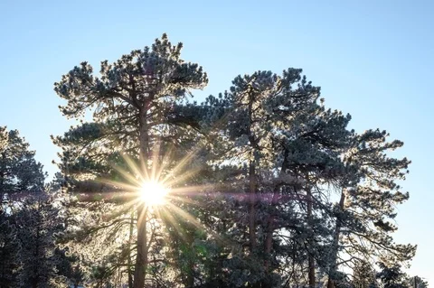 Sun Flare &amp; Fresh Snow on Trees 스톡 동영상 114319447