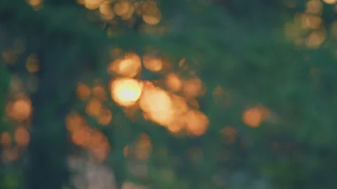Sun Flare. Green Branches Of Pine Trees. Nature Abstract Background. Defocused Video stock 258743266
