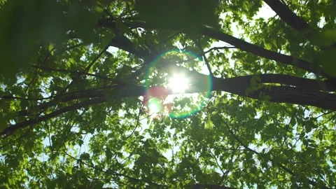 Sun Flare in Green Trees on Beautiful Day 動画素材 142029264