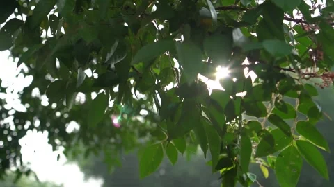 Sun flare on the leaves Stock Footage 233247589