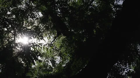 Sun flare on the lens through a thick green forest tree Stock Footage 242343082