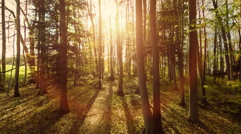 Sun flare light. nature plants. aerial view. trees forest silhouette Stock Footage 38242747