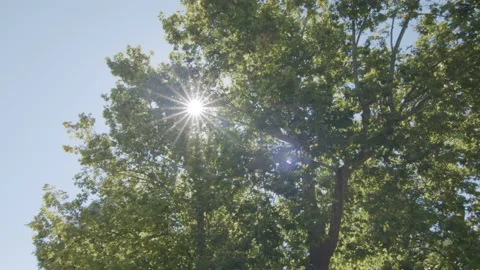 Sun flare light tree spining creative movement through green leafs. Bright day. Stock Footage