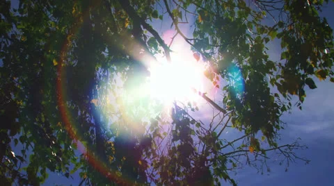 Sun Flare Looking Upwards through Tree Leaves Jib Pan 1 Stock Footage 23489082