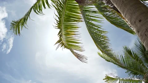 Sun flare in the middle on the coconut trees ,Texture,Video 4k Stock Footage 156857408