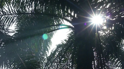 Sun flare palm tree Video stock 35113388