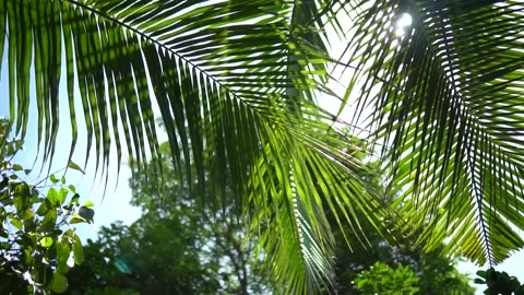 Sun Flare on Palm Tree Stock Footage 159868232