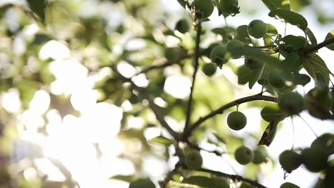 Sun flare panning through leaves in the summer. Stock-Footage 108030376