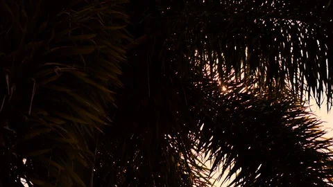 Sun flare peaking through a palm tree at dusk Video stock 129380745