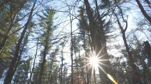Sun Flare Peeking Through Forest Trees on Gimbal Parallax Shot Vídeo Stock 93194671