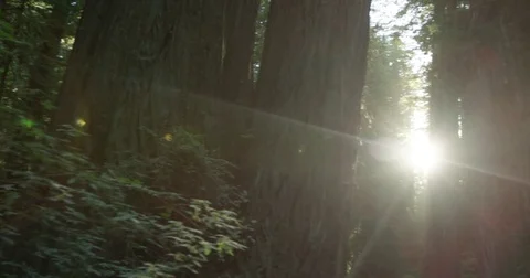 Sun Flare In Redwood Forest Stock Footage 70816561