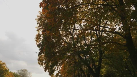 Sun flare seen through trees with yellow fall foliage, Dolly and Tilt Down 動画素材 230447476