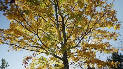 Sun flare shines through tree in park with yellow leaves in autumn season Stock Footage 256723675