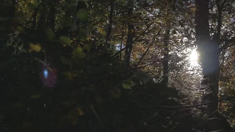 Sun flare shines through the trees Video stock 81429578