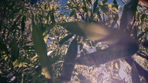 Sun flare shining through bamboo forest leaves Stock-Footage 331139032