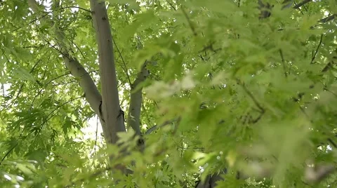 Sun Flare Shining Through Green Tree Leaves &amp; Branches Stock Footage 41752531