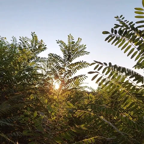 Sun flare shining through green acacia leaves Stock Footage 343523794
