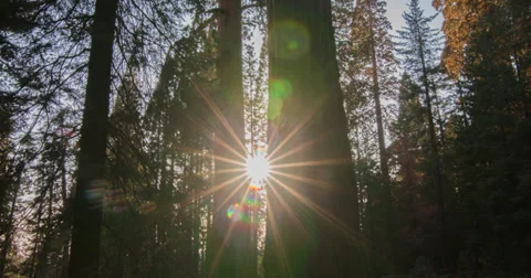 Sun Flare Shining through Trees Stock Footage 37810410