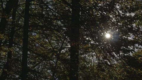 Sun flare shining through the trees Video stock 81407140