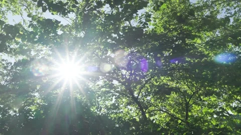 Sun flare shining through vibrant thick green tree underbrush leaves branche Stock Footage 242310656