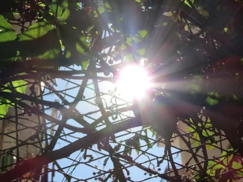 Sun flare shining through young grapevine. View from the bottom. Stock Photos