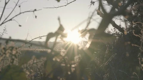 Sun flare slow motion through branches  Stock Footage 100446090