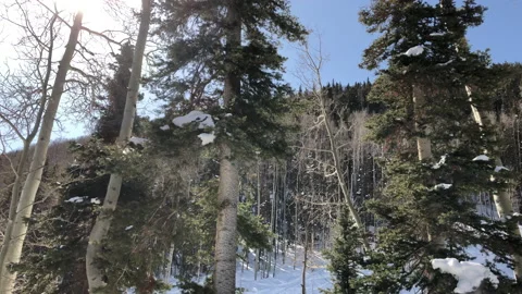 Sun flare Snow close Pine Tree Stock Footage 156940620