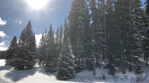 Sun Flare Snow Pine Tree Video stock 156940604