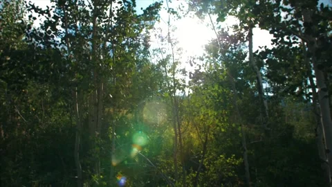 Sun flare through the Aspen tree's. Stock Footage 159722440