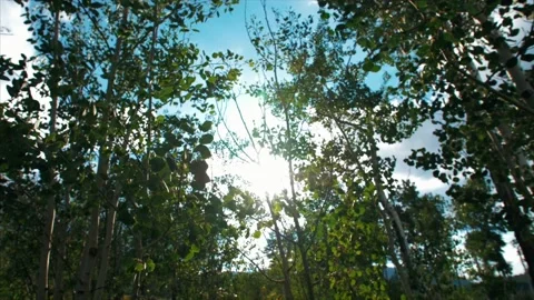 Sun flare through the Aspen tree's. Stock Footage 159722455