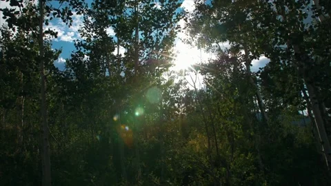 Sun flare through the Aspen tree's. Stock Footage 159722460