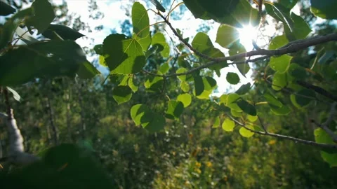 Sun flare through the Aspen tree's. Stock Footage 159722473