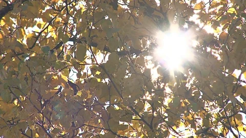 Sun flare through autumn birch leaves Stock Footage 74096127