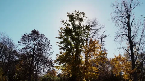 Sun flare through autumn trees Stock Footage 239455445