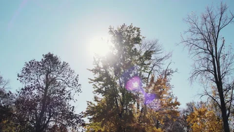 Sun flare through autumn trees Stock Footage 239455825