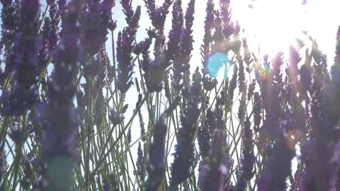 Sun Flare Through Beautiful Blooming Lavender Flowers. Stock Footage 77236351
