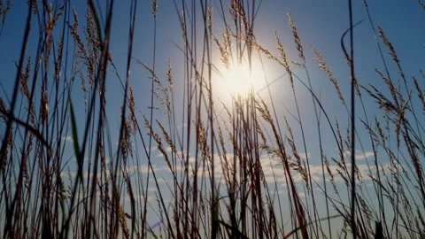 Sun flare through blowing prairie grass Video stock 345531018