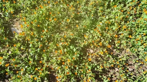 Sun Flare Through Calendula Petals Afternoon Magic Morocco Nature Stock Footage 328642638