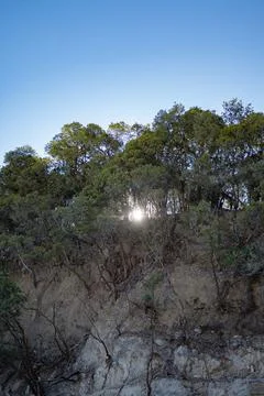 Sun flare through cantigi tree canopy on volcanic slope at Kawah Putih Stock Photos