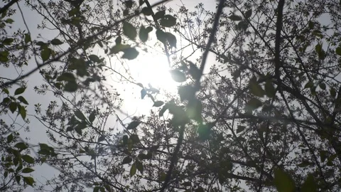 Sun flare through cherry trees leafs in Tokyo Japan. Stock Footage 97626318