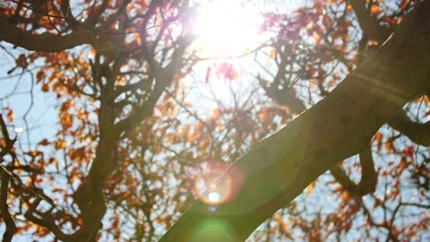 Sun flare through fall leafs and on tree branches looking up glowing Stock Footage 151502718