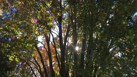 Sun Flare through Fall Leaves Stock Footage 143157800