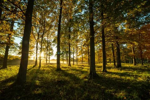 Sun flare through the forest in a cold autumn morning Stock Photos