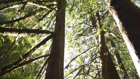 Sun Flare Through Forest Trees Slow Motion Stock Footage 98876829