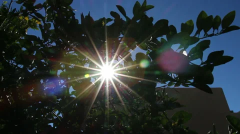 Sun Flare Through Garden Tree Stock Footage 33735418