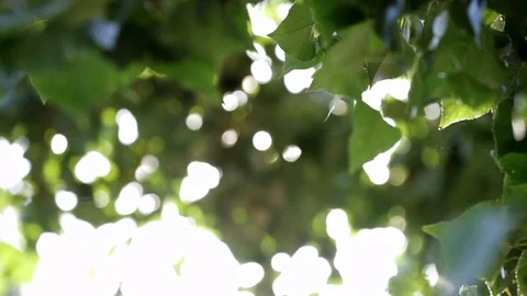 Sun flare through green branches in slow motion Stock Footage 130124773