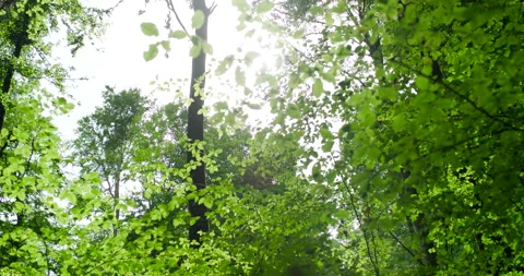 Sun Flare through Green Forest Canopy Tilt Up Shot of Lush Beech Trees Stockbeeldmateriaal 330108389