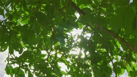 Sun flare through green leaves blowing in wind Видео 337519451